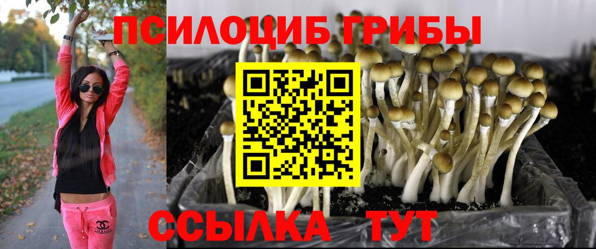 Псилоцибиновые грибы прущие грибы Дербент